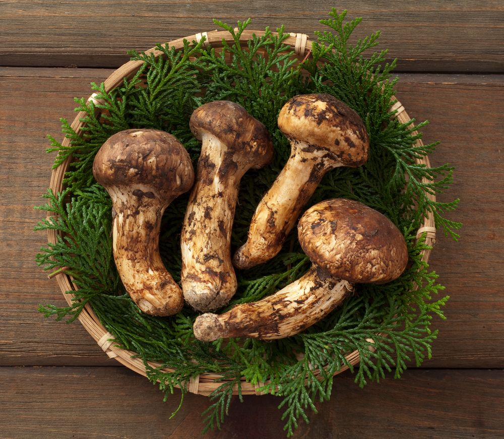 5 Manfaat Jamur Matsutake, si Legit dengan Harga Selangit