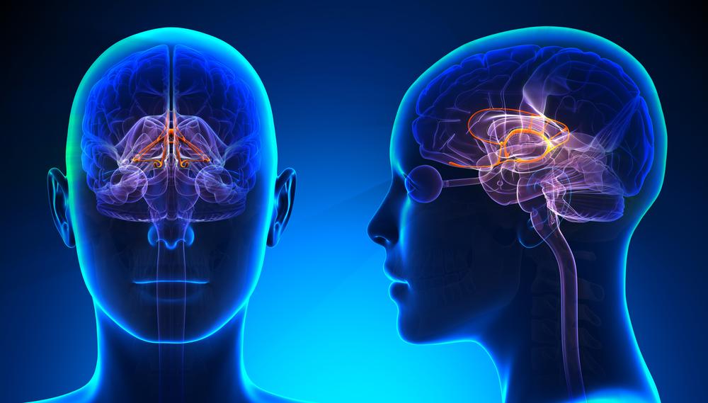 Mengenal Sistem Limbik yang Berperan Penting dalam Fungsi Otak
