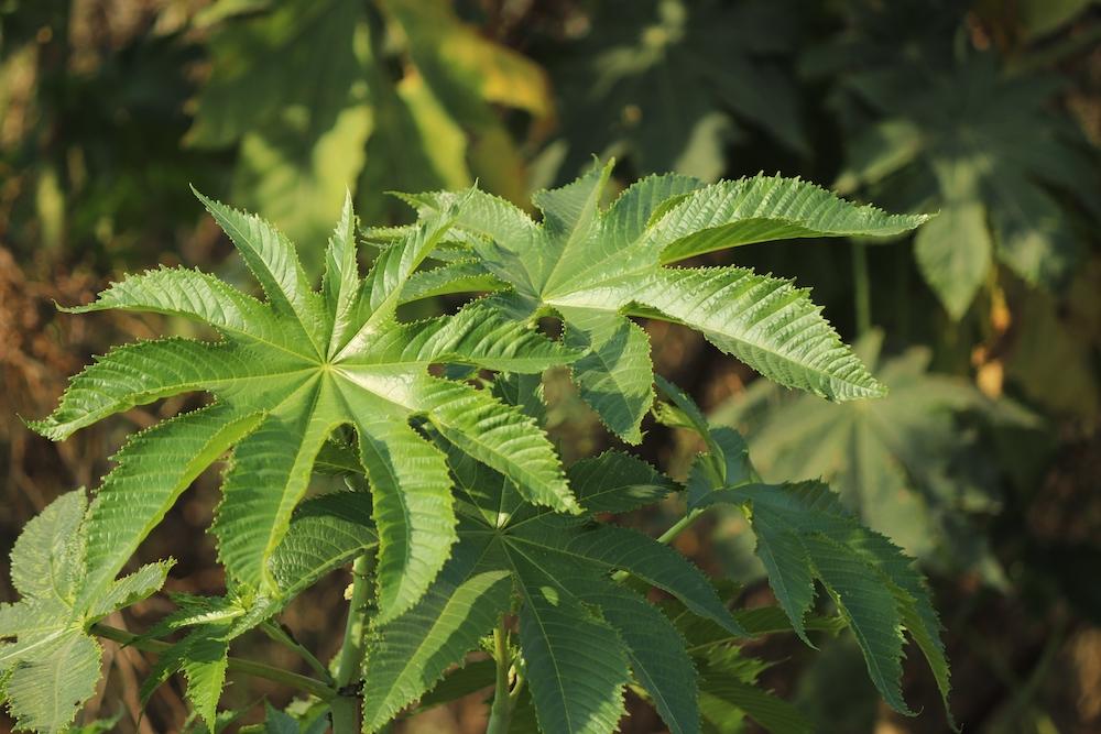Waspadai Efek Samping Daun Jarak untuk Memperbesar Penis!