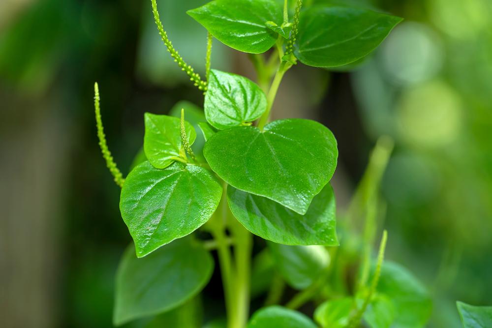 5 Manfaat Sirih Cina Sebagai Obat Herbal Plus Efek Sampingnya
