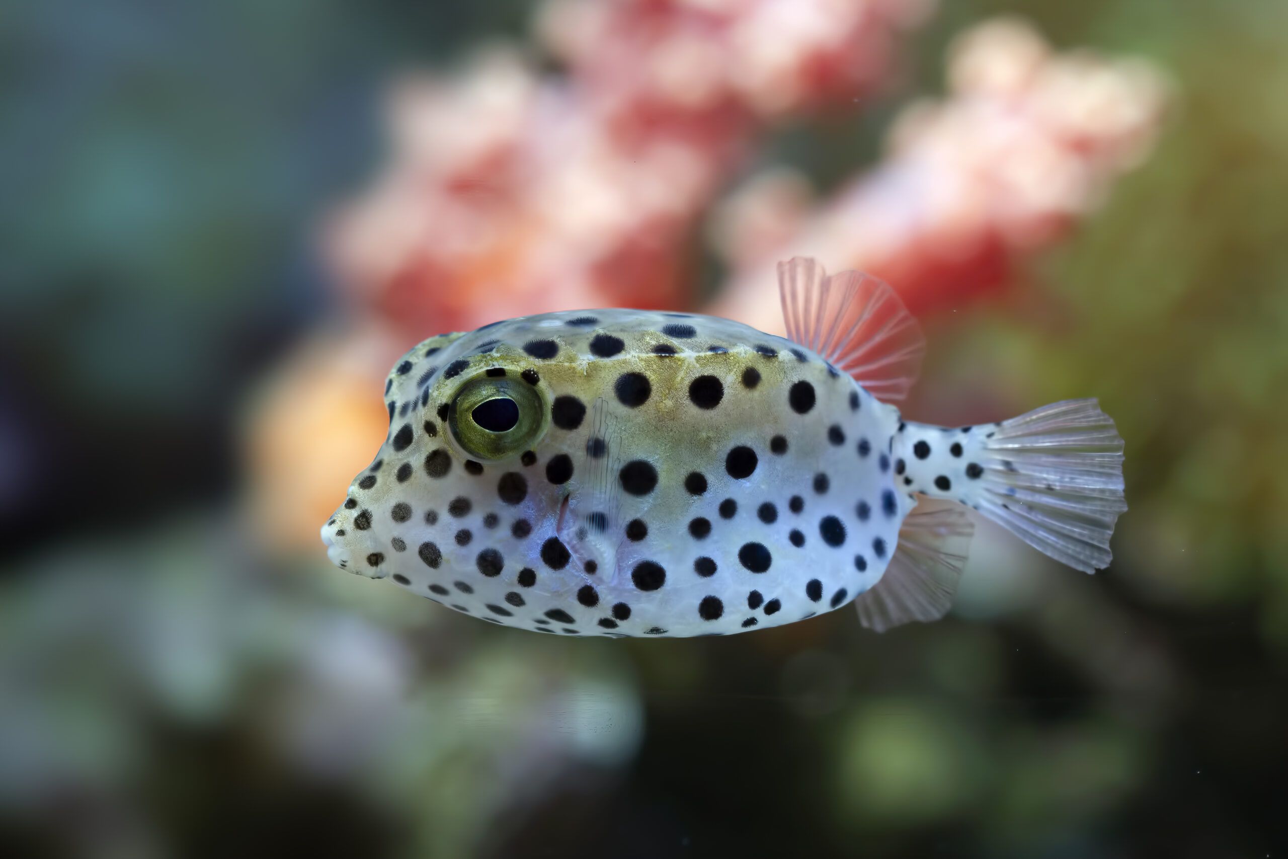 ikan-buntal