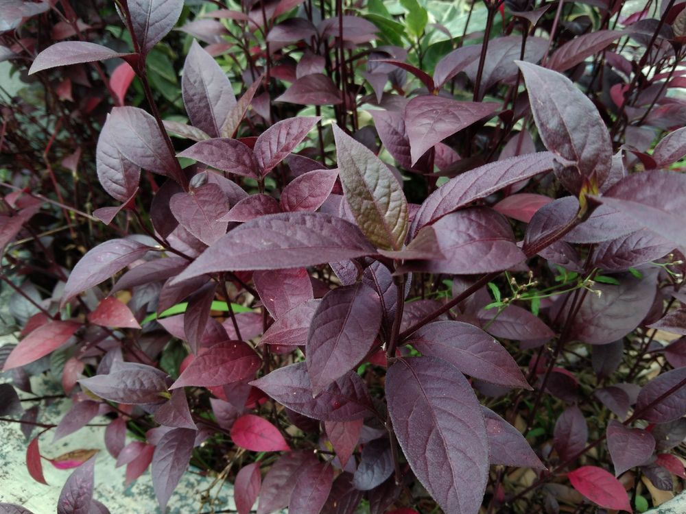daun-ungu