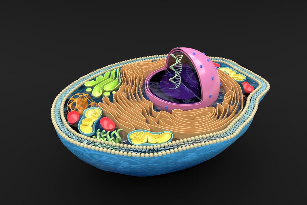 Memahami Fungsi Retikulum Endoplasma, Bagian Sel Penghasil Protein