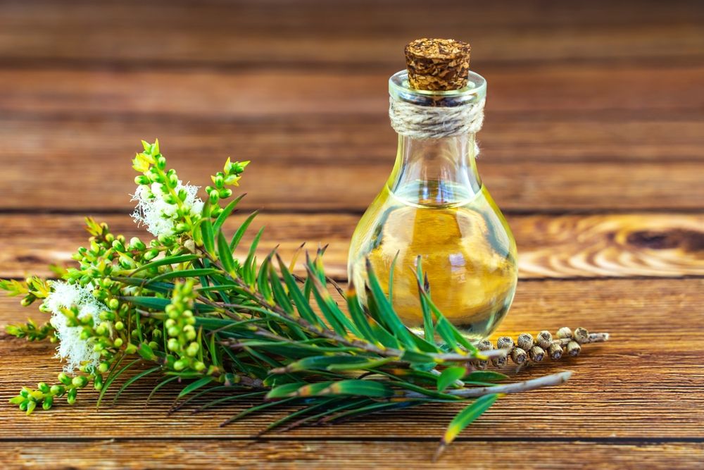 cara-memperbesar-alat-vital-pria-dengan-minyak-kayu-putih