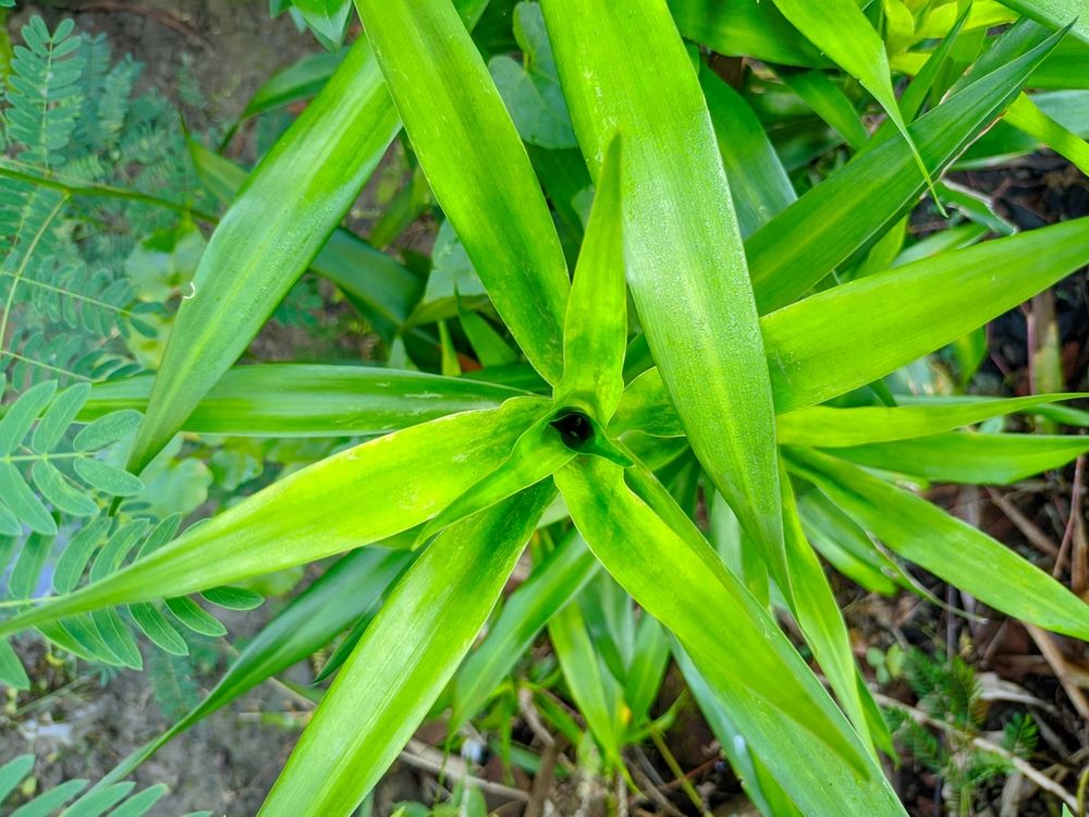 manfaat-daun-suji