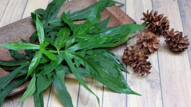 daun-gedi