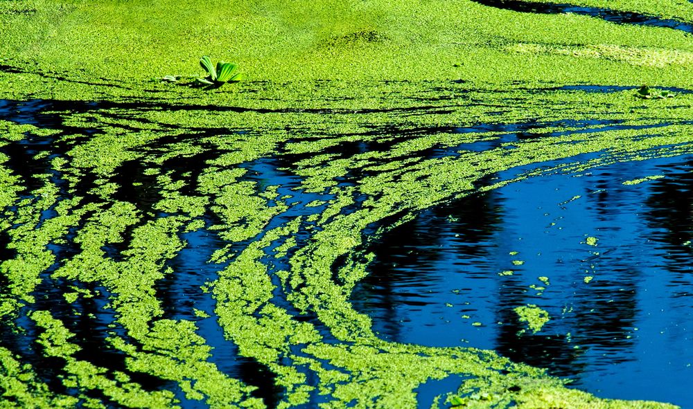 cyanobacteria