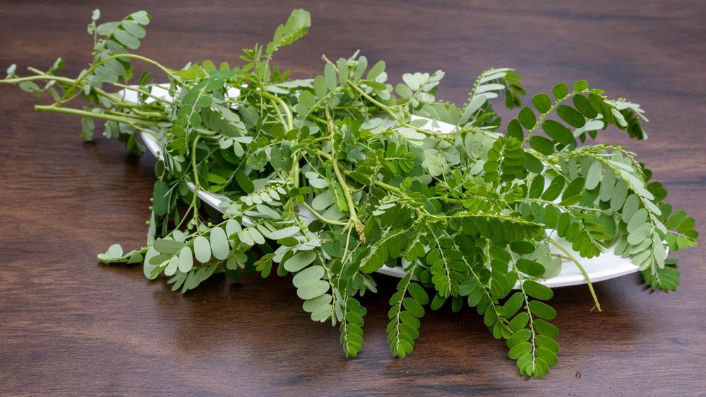 daun-meniran
