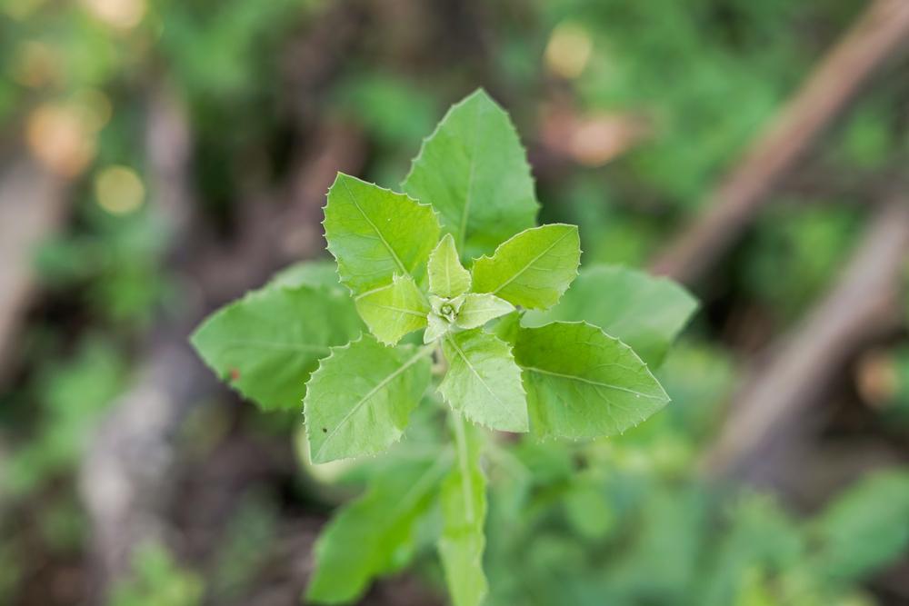 daun-beluntas